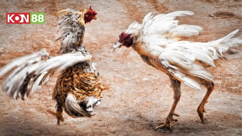 Đá gà trực tuyến tại KONG88 mang lại nhiều lợi ích